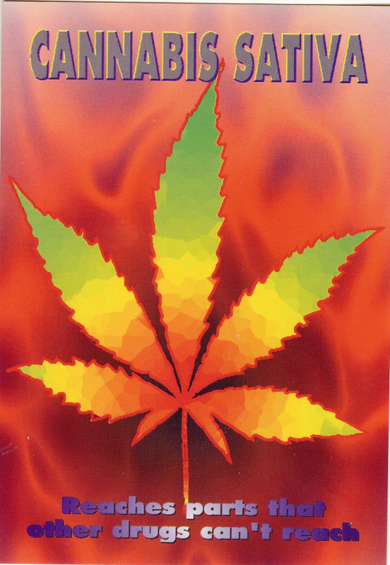 Cannabis Sativa Postcard