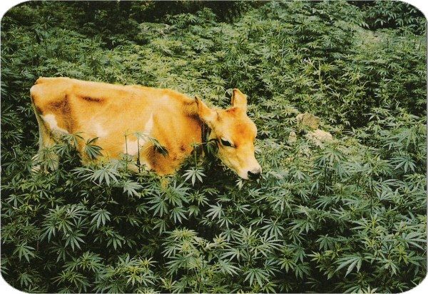 Cow Eating Grass Postcard