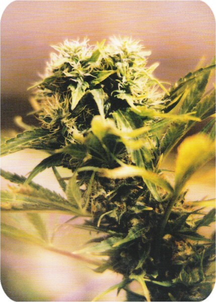 Postcard Cannabis Super Skunk